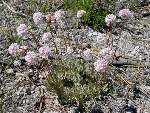 Image of cushion buckwheat