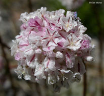 Imagem de Eriogonum ovalifolium var. purpureum (Nutt.) Durand