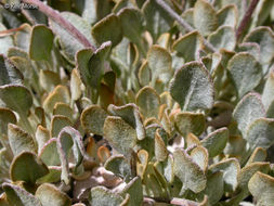 Imagem de Eriogonum ovalifolium var. purpureum (Nutt.) Durand