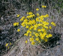 Image of <i>Eriophyllum lanatum</i> var. <i>achilleoides</i>