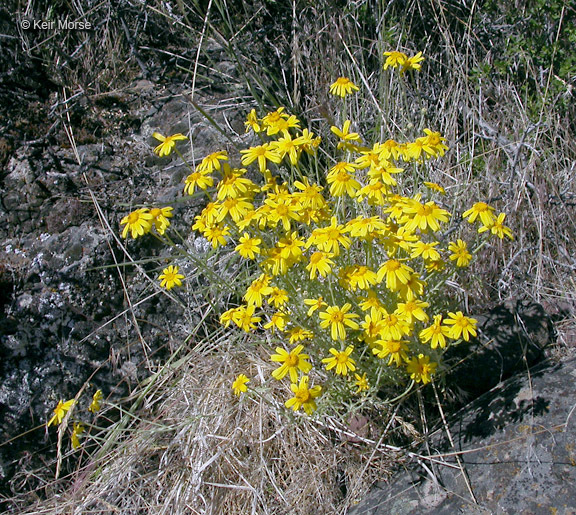 Image of <i>Eriophyllum lanatum</i> var. <i>achilleoides</i>