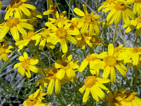 Image of <i>Eriophyllum lanatum</i> var. <i>achilleoides</i>