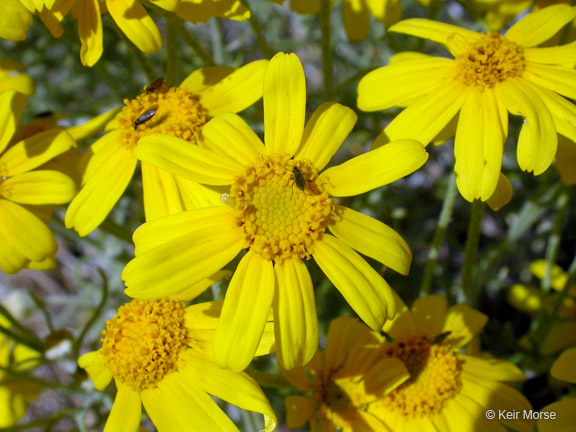 Image of <i>Eriophyllum lanatum</i> var. <i>achilleoides</i>