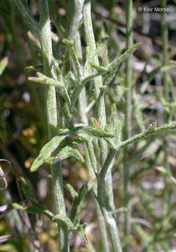 Image of <i>Eriophyllum lanatum</i> var. <i>achilleoides</i>