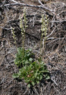 Image of roundleaf alumroot