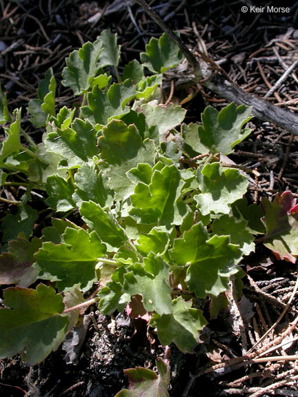 Image of roundleaf alumroot