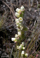 Image of roundleaf alumroot