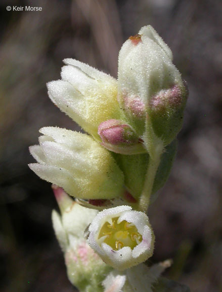 Image of roundleaf alumroot