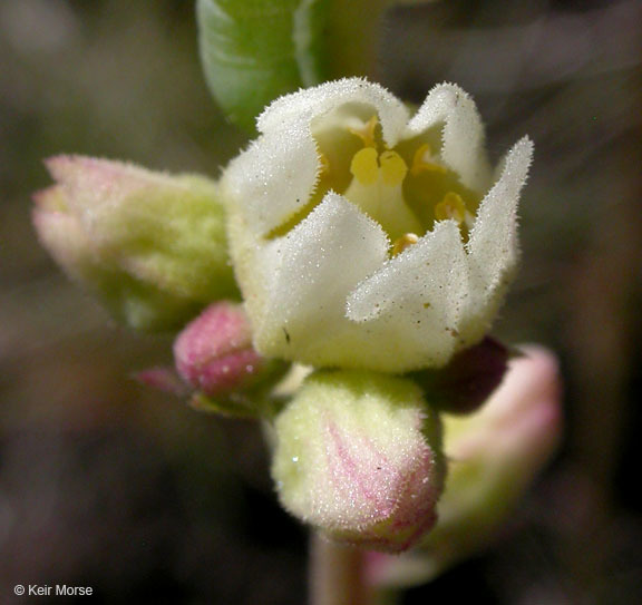 Image of roundleaf alumroot