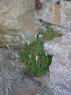 Image of roundleaf alumroot