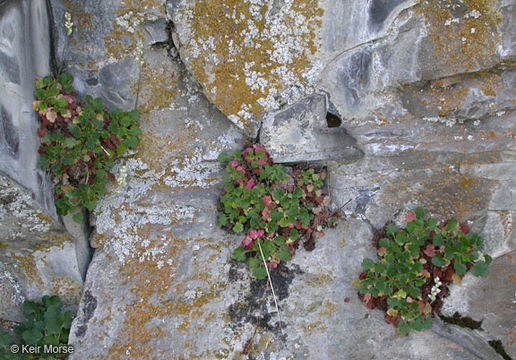 Image of roundleaf alumroot