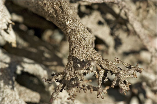 Image of Pseudevernia furfuracea (L.) Zopf