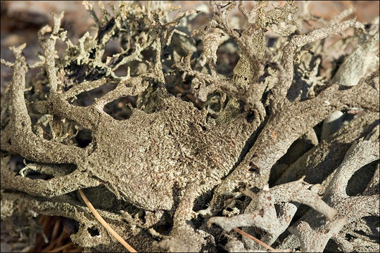 Image of Pseudevernia furfuracea (L.) Zopf