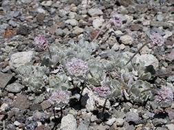 Imagem de Eriogonum ovalifolium var. purpureum (Nutt.) Durand