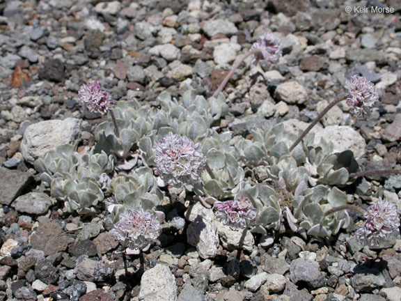 Imagem de Eriogonum ovalifolium var. purpureum (Nutt.) Durand