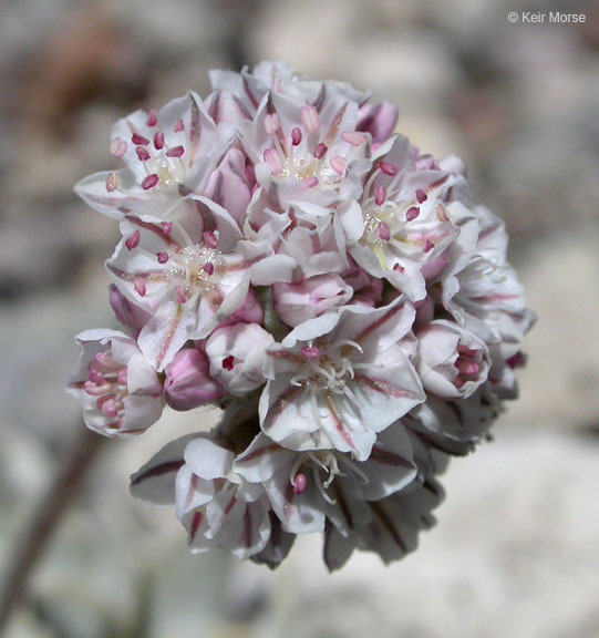 Imagem de Eriogonum ovalifolium var. purpureum (Nutt.) Durand