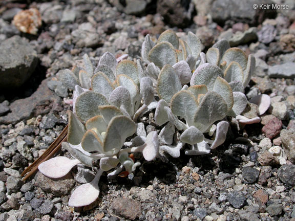 Imagem de Eriogonum ovalifolium var. purpureum (Nutt.) Durand