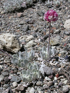 Imagem de Eriogonum ovalifolium var. purpureum (Nutt.) Durand