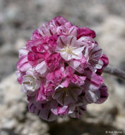 Imagem de Eriogonum ovalifolium var. purpureum (Nutt.) Durand