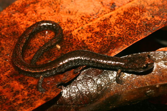 Image of San Simeon Slender Salamander