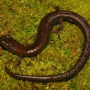 Image of Kings River Slender Salamander