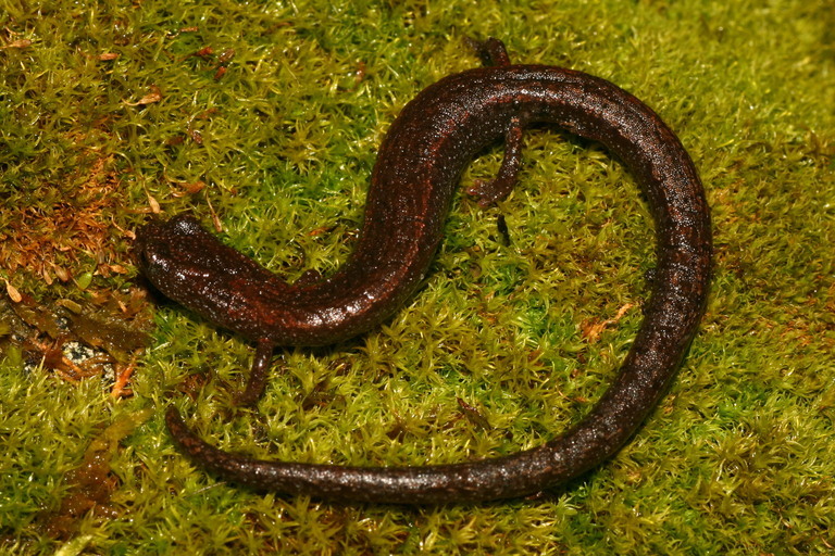 Image of Kings River Slender Salamander