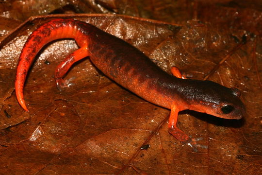 Image of Common Ensatina