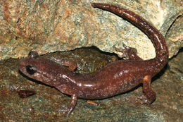 Image of Common Ensatina