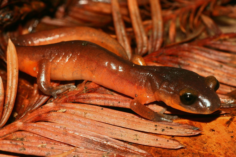 Image of Common Ensatina