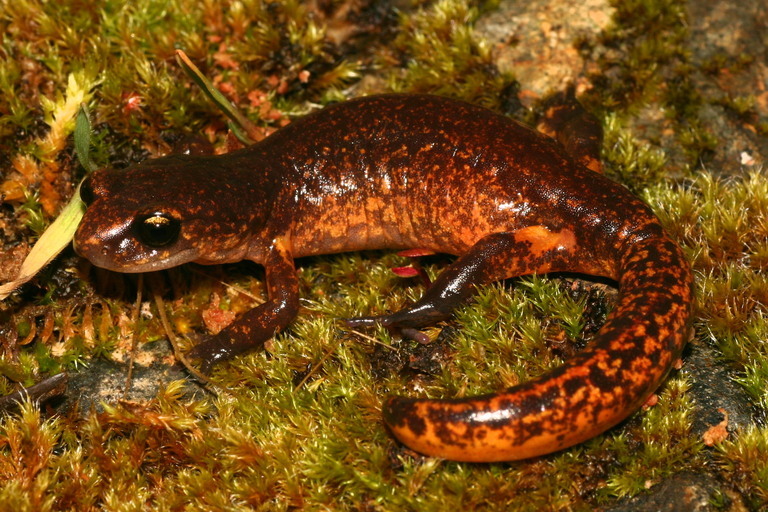 Image of Common Ensatina