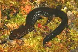 Слика од Plethodon elongatus Van Denburgh 1916