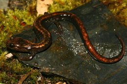 Слика од Plethodon elongatus Van Denburgh 1916