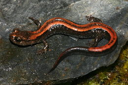 Слика од Plethodon elongatus Van Denburgh 1916