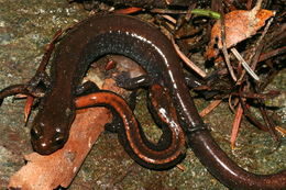 Слика од Plethodon elongatus Van Denburgh 1916