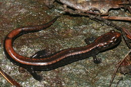 Слика од Plethodon elongatus Van Denburgh 1916