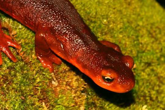 Image of Sierra newt