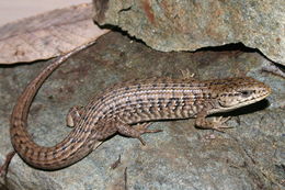 Image of northern alligator lizard