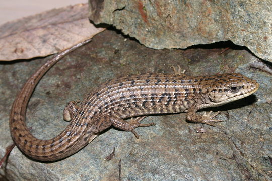 Image of northern alligator lizard