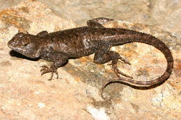 Image of Western Fence Lizard