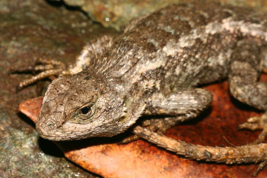 Image of Western Fence Lizard