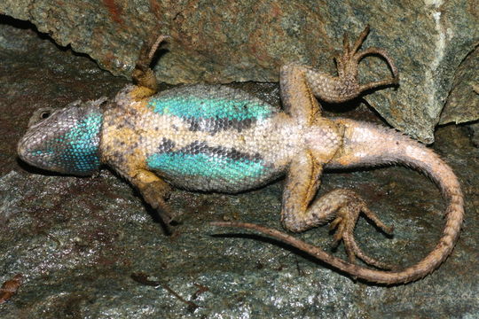 Image of Western Fence Lizard