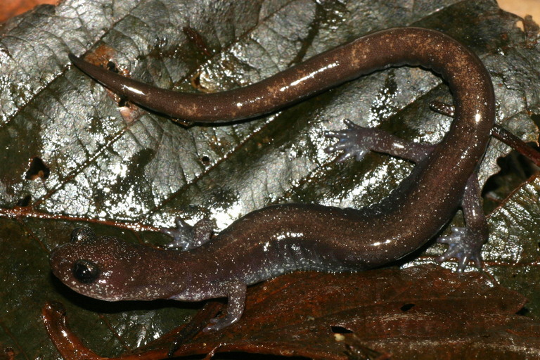 Image of Siskiyou Mountains salamander