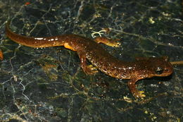 Image of Southern Torrent Salamander