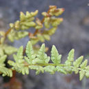 Image of Oregon cliff fern