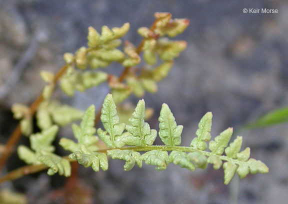 Image of Oregon cliff fern