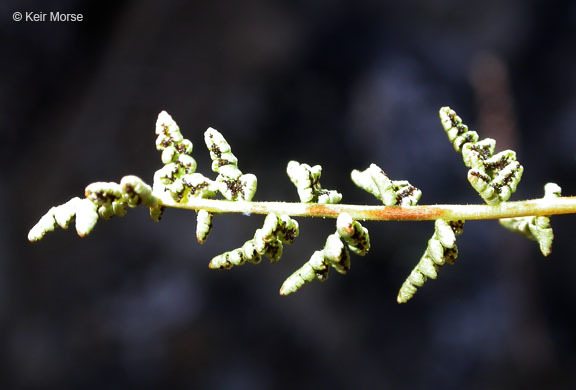 Image of Oregon cliff fern