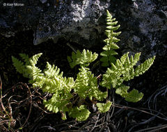 Image of Rocky Mountain woodsia