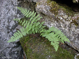 Image of Rocky Mountain woodsia