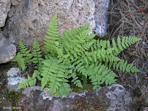 Image of Rocky Mountain woodsia