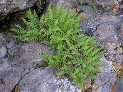 Image of Rocky Mountain woodsia